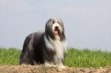 BEARDED COLLIE 118